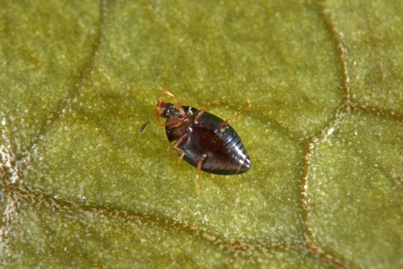 Corylophidae: Orthoperus sp? Sì.
